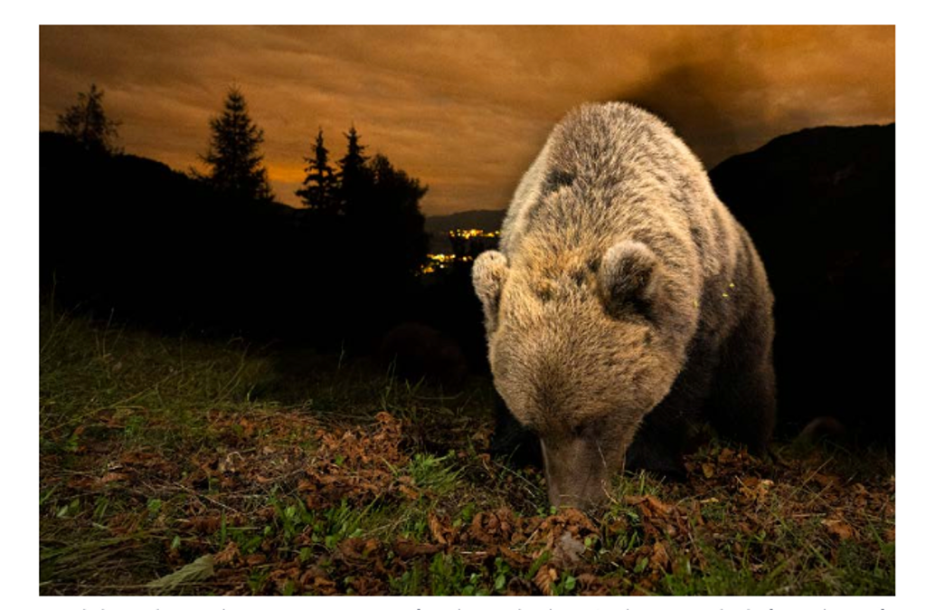 Braunbären in den Alpen breiten sich aus: Aktionsplan soll für Sicherheit sorgen