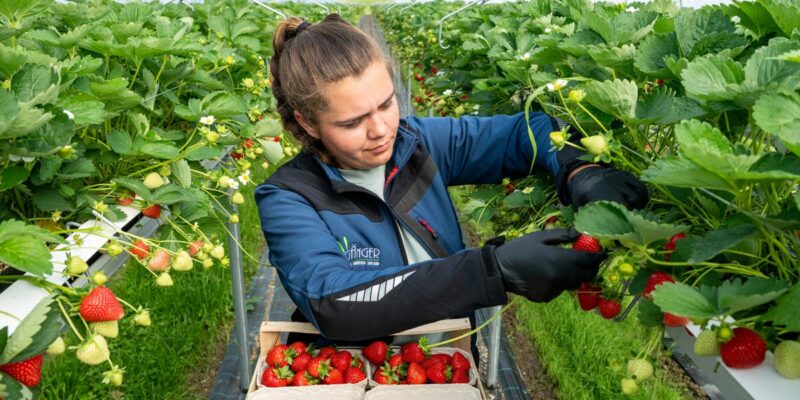Erdbeeren aus Deutschland: Warum die Produktion teurer geworden ist – und was das für Verbraucher bedeutet