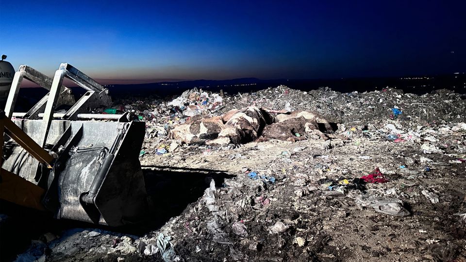 Rinderexport in die Türkei: Die Höllenfahrt der Kuh DE1406717219 Rinderexport in die Türkei: Die Höllenfahrt der Kuh DE1406717219